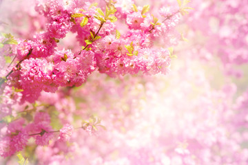 Wall Mural - Sakura branch in soft light. Flowers of Japanese cherry in the spring. Blossoming sakura branches in pink delicate tones.