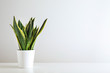 Leinwandbild Motiv Sansevieria plant in pot on white table