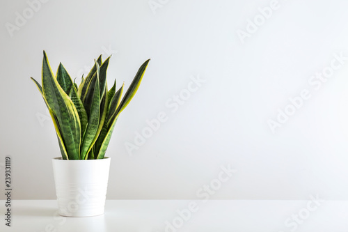 Fotografía Sansevieria plant in pot on white table