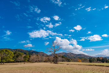 Wall Mural - Landscape image of a single dead trunk tree in a field with blue sky background