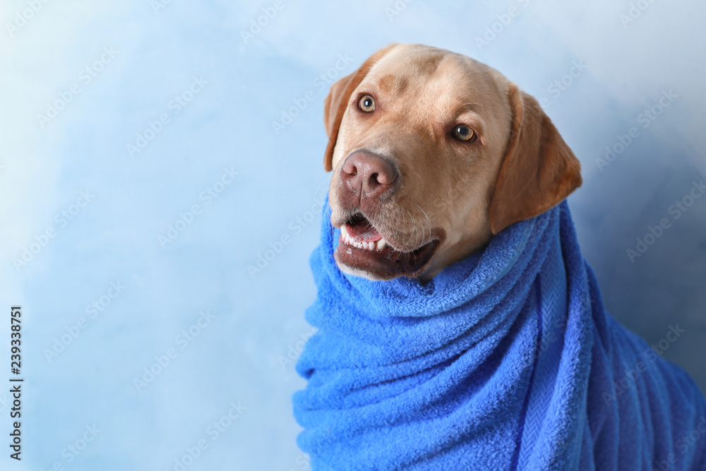 Cute dog with towel after washing on color background