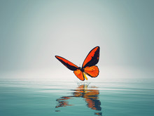 A Red Butterfly On Sea.
