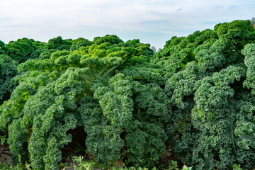 Green ripe kale or curly leaf cabbage growing on farm field, ready to harvest