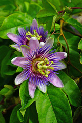 Wall Mural - Purple and white flower of the passiflora caerulea vine