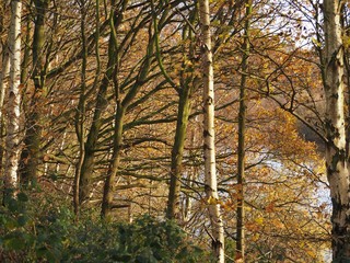 Wall Mural - Young tree trunks at Fairburn Ings nature reserve, Yorkshire, England