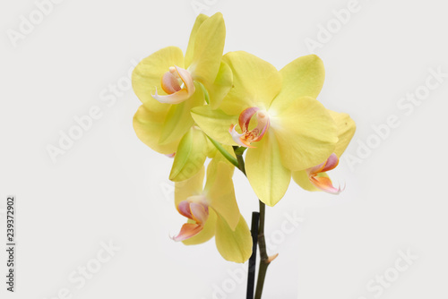 Fotografía Yellow orchid phalaenopsis blossom close up