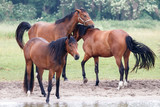 Fototapeta Konie - Pferde auf der Wiese