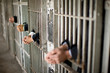 © Erickson Stock - Hands of a mid-adult business woman and three colleagues through bars of a prison cell in a derelict building.