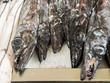 Black Scabardfish (Aphanopus carbo) on ice at the market in Funchal, Madeira