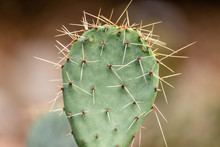 Close Up Of A Single Thorny Cactus Pad.
