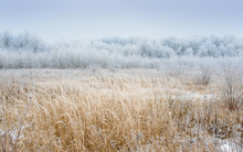 Dry Coastal Reed Cowered With Snow, Nature Background