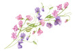 Sweet pea blossoms bouquet on a white background. Isolated sweet pea blossoms set. Floral pattern elements and blossoms. Tender cute flowers.