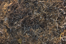 The Surface Of The Earth Covered With Ash. Charred Grass. Field With Burned Vegetation.  The Fire Destroyed The Meadow's Flora.