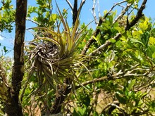 Outdoors Sky Blue Tree Green Small Plant Epiphyte Bromelia Alone Spiral Leaves Pointed Branches