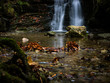 Autumnal scene with waterfall in the ravine 