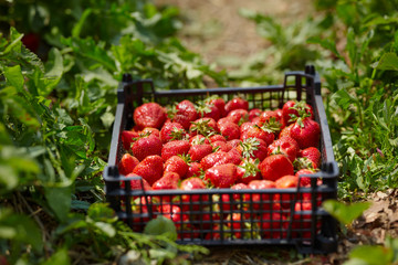 Wall Mural - Strawberries in a crate