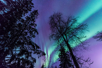 The polar arctic Northern lights aurora borealis sky star in Scandinavia Norway Tromso in the farm winter forest  snow mountains 