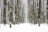 Fototapeta Las - beautiful winter forest  and the road