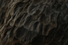 Feathers Of Ostrich. 