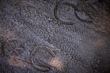 Bicycle Tire Tracks And Horse Shoe Prints In The Ground