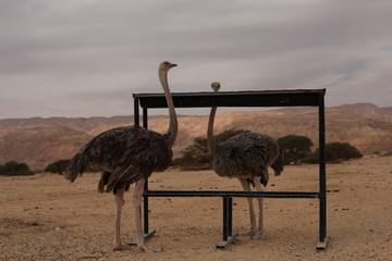 Two big ostriches are standing near the food container. 