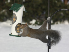Gray Squirrel On Bird Feeder