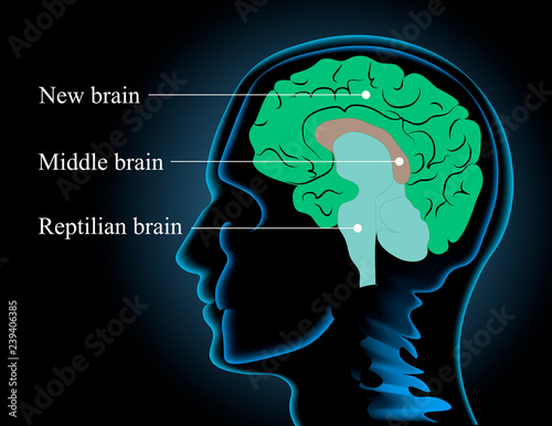 Cuadros en Lienzo Neuroscience vector illustration