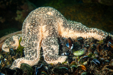 Wall Mural - Polar Sea Star underwater feeding on blue mussels in the St. Lawrence Estuary