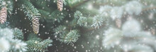 Frosty Pine Cones Hanging From Evergreen Branches With Falling Snow / Christmas Decoration Concept