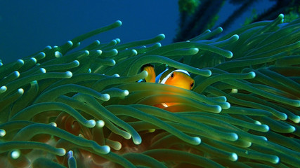 Beautiful underwater world in Sabah, Borneo.