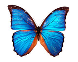 Fototapeta Motyle - Morpho blue butterfly , isolated on white
