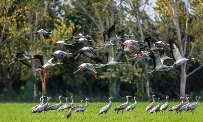 Wall Mural - cranes in flight. common crane, scientific name: grus grus, grus communis.