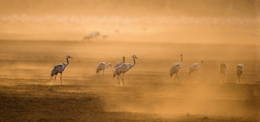 Wall Mural - cranes in a arable field at sunrise. common crane, scientific name: grus grus, grus communis. feedin
