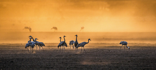 Wall Mural - cranes in a arable field at sunrise. common crane, scientific name: grus grus, grus communis. feedin