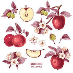 Wall Mural - apple fruit vector set. hand drawn colorful illustration