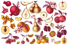 Hand Drawn Colorful Fruits Collection