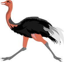 Running Ostrich Isolated Vector Illustration