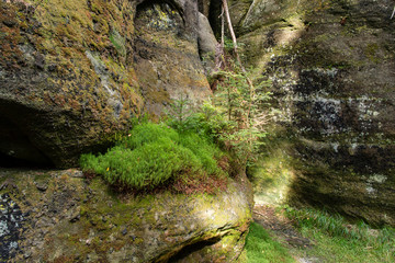 Wall Mural - A moss growing on a rock.