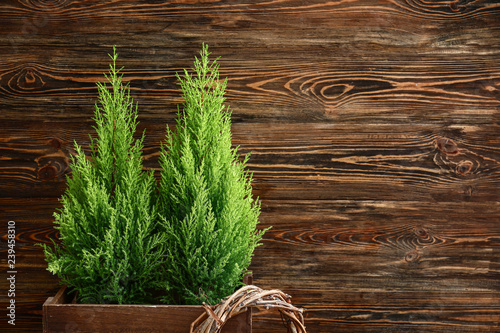Cuadros en Lienzo Lemon cypress tree plants on wooden background