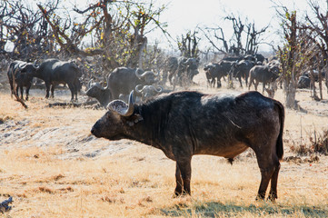 Wall Mural - A large Bull Cape Buffalo standing on the dry african plains with a large herd in the background, Hwange National Park, Zimbabwe