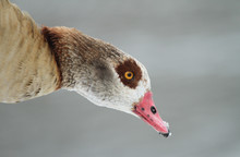 A Head Shot Of A Beautiful Egyptian Goose (Alopochen Aegyptiacus) Feeding On The Bank Of A Lake In Winter With Snowflakes On Its Beak And A Backdrop Of Snow.