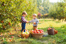 Little Girl And Boy Play In Apple Tree Orchard