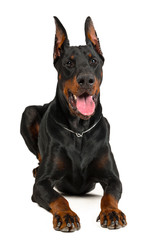 Wall Mural - Doberman isolated on white background