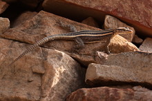 Striped Sking At Mapungubwe Interpretation Centre In South African Republic In Africa