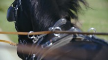 Black Horse Mane Waving Around In Slow Motion 4K. Long Shot Of Black Horse Head In Focus Wearing Straps And Eye Cover While Pulling The Carriage.