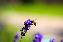 лаванда яркая растёт в саду рядом летают пчёлы 