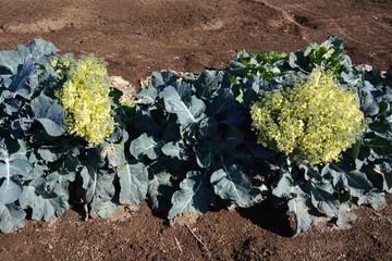 Poster - Broccoli flowers