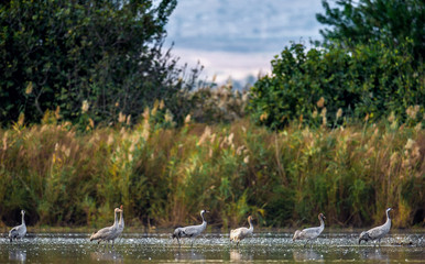 Wall Mural - common cranes (grus grus) in the water. cranes flock on the lake at sunrise. morning landscape of hu