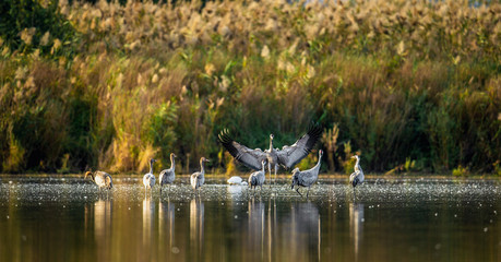 Wall Mural - common cranes (grus grus) in the water. cranes flock on the lake at sunrise. morning landscape of hu