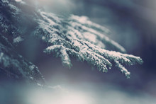 Magic Winter Season Snowy Tree Details. Selective Focus Used.